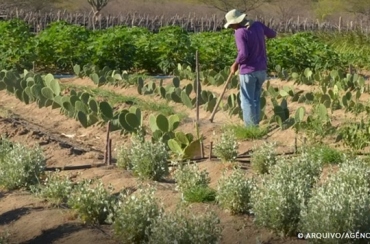 Rendimento de trabalhador rural sobe 5,5% no 1º trimestre