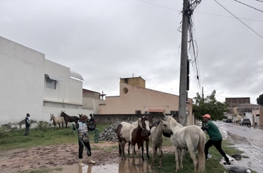 Prefeitura de Sousa intensifica apreensão de animais de grande porte em áreas urbanas