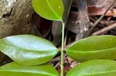 Planta brasileira tem ação medicinal contra covid-19, aponta estudo
