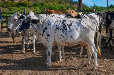 Multas por falta de declaração de rebanho preocupam produtores do Alto Sertão da PB
