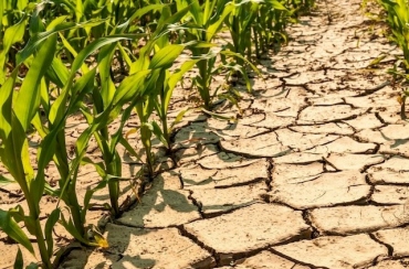 Seca ameaça lavouras na Paraíba e coloca agricultura familiar em alerta